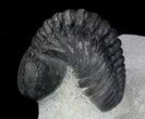 Detailed, Phacopid Trilobite - Great Eyes #36488-3